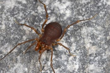 Media type: image;   Invertebrate Zoology 168077 Description: Digital photograph of specimen in life.;